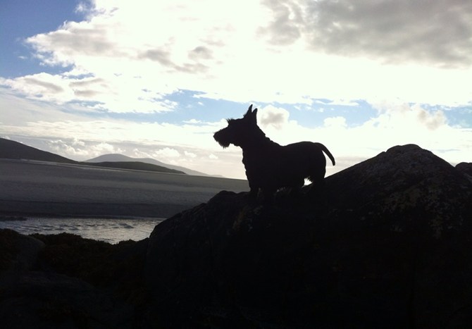 Florrie, our Scottish Terrier: monarch of all she surveys